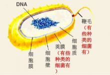 细菌的结构是什么