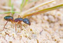 蚂蚁喜欢吃什么？来看一下蚂蚁的菜单