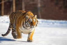 老虎的天敌是什么动物？它是动物最大的天敌