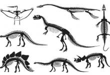 恐龙有哪些种类？史前生物科普下