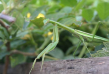 螳螂吃什么植物，实际上它们是肉食的