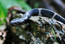 中国最毒的蛇是什么蛇？这些蛇你未必知道