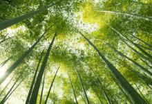 竹叶尖一次放多少泡水喝 淡竹叶一次泡多少合适