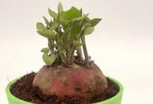 红薯怎样当室内绿植种 红薯怎么做绿色植物