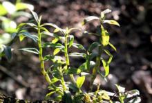 铁皮石斛价格现在一斤多少钱遭遇铁皮石斛刺客怎么办