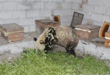 大熊猫被蜂群攻击熊没事饲养员被蛰大熊猫被蜂群攻击为何没事？