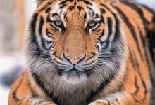 5月上旬之后刮财风下财雨4生肖横财缠身5月上旬买房又买车