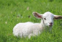 5月5号~5月25号运势大爆发的3大生肖