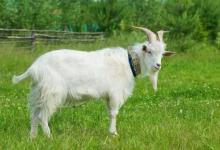 明天5月5日将喜迎好运逢财必暴富的生肖