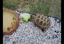 宠物龟怎么过冬？