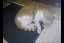 猫咪后背一抽一抽的怎么回事