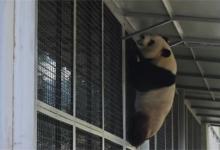 ​萌兰用新玩具越狱又失败了大熊猫有多可爱？