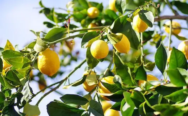 柠檬树的样子图片图片