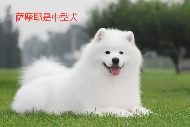 银狐犬和萨摩耶的区别图片