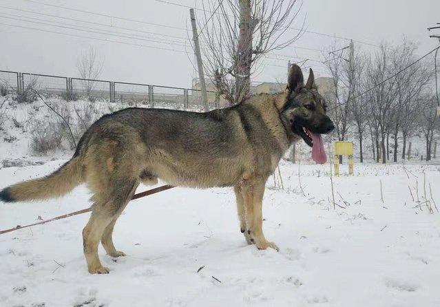 40天纯种狼青幼犬图片图片