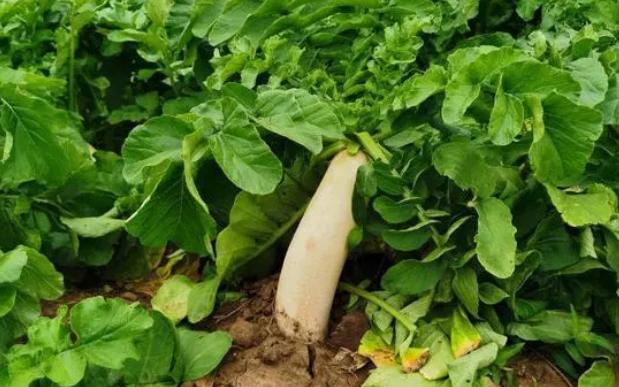 白萝卜的生长周期白萝卜生长期在80—100天.