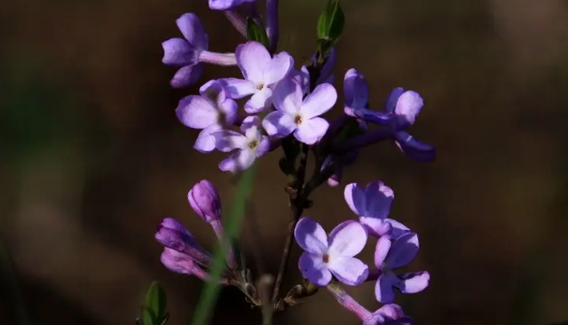 芫花花语图片