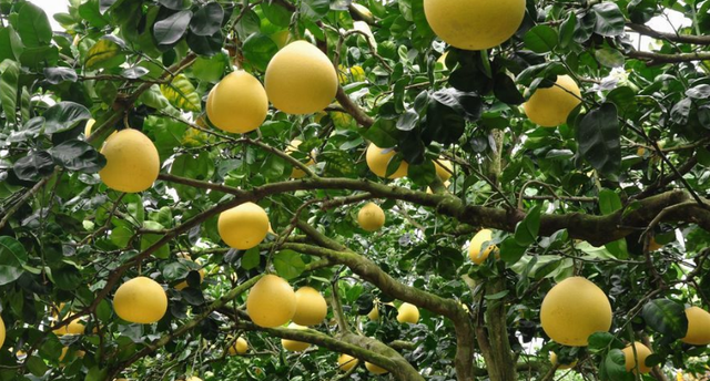 柚子长在树上吗?_农林知识_中睿百科网