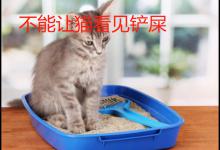 为什么不能让猫看见铲屎