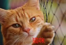 猫咪不会叫是怎么回事