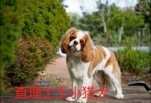 查理士王小猎犬优缺点