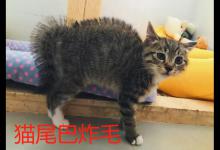 猫尾巴炸毛怎么回事