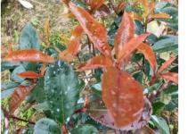 红叶石楠上的白色飞虫是什么