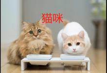 猫咪禁食不能超过多久