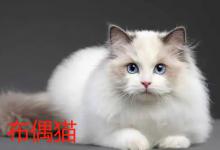 布偶猫一直叫为什么