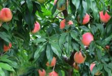 桃树种子需要去外壳种植吗？