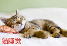 猫睡觉时手脚抽搐