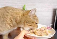 猫食欲不好到底是怎么回事