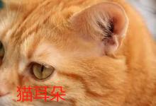 猫耳朵凉怎么回事