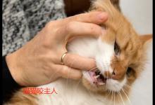 猫猫咬主人是什么意思