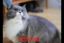 拿破仑猫和曼基康猫的区别