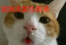 猫咪流黄色鼻涕是猫鼻支吗