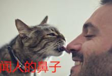 猫为什么会闻人的鼻子