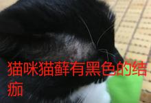 猫咪猫藓有黑色的结痂