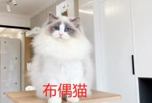 布偶猫有什么特点