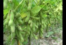 大豆盛花期能打杀虫剂吗？