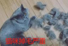 猫咪掉毛严重的原因