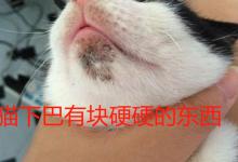 猫下巴有块硬硬的东西