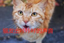 猫发出咔咔咔的声音怎么回事