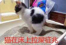 猫在床上拉屎征兆