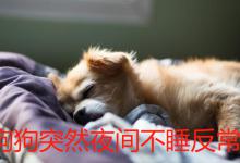 狗狗突然夜间不睡反常