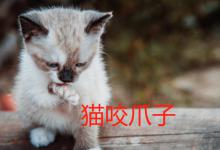 猫咬爪子怎么回事