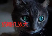 猫瞳孔放大意味着什么