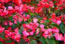 红色海棠花是什么品种？