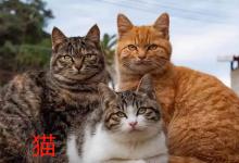 猫代表的意思是什么