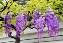 家里能种紫藤花吗